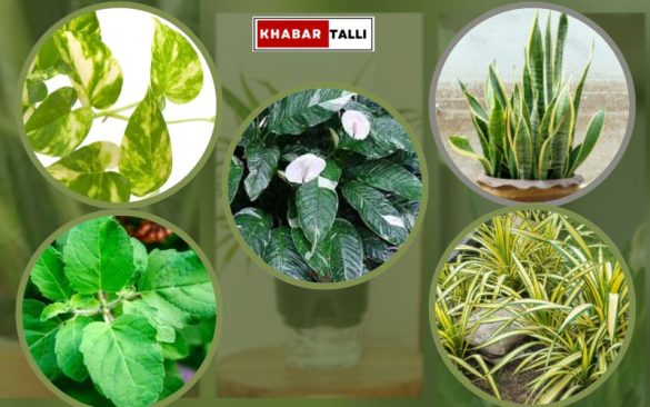 5 Indoor Plants that improve health